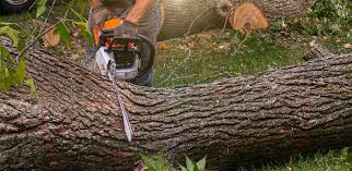 Best Tree Health Inspection  in Goodwell, OK