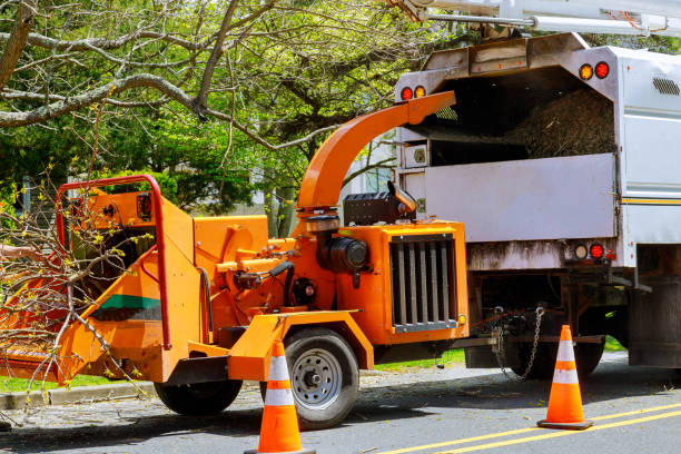 Best Storm Damage Tree Cleanup  in Goodwell, OK