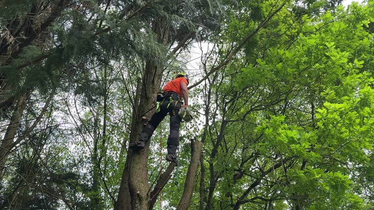 Best Emergency Tree Removal  in Goodwell, OK