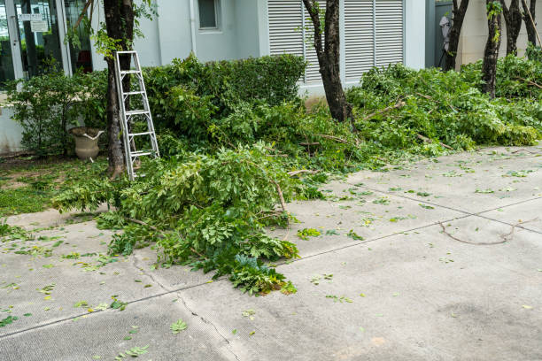 Best Fruit Tree Pruning  in Goodwell, OK