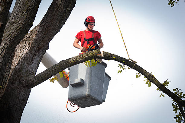 Best Tree Maintenance Programs  in Goodwell, OK